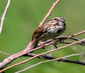 2016 06 11 WildLife MPLS 155
